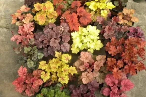 为什么矾根夏天会死，是由于它不耐高温