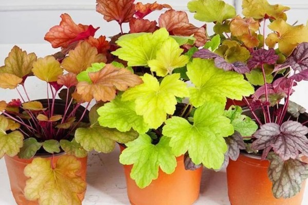 为什么矾根夏天会死，是由于它不耐高温