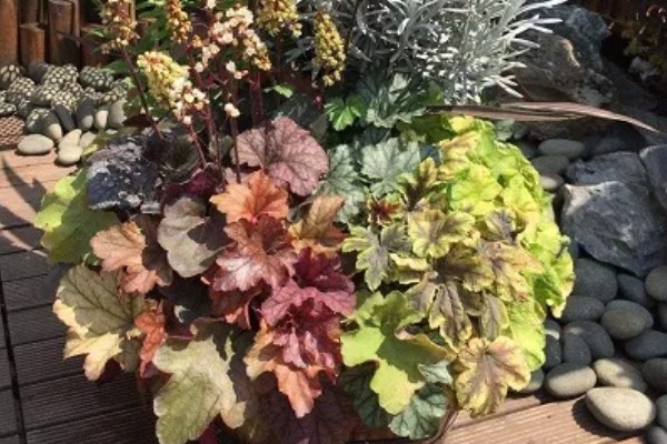 为什么矾根夏天会死，是由于它不耐高温