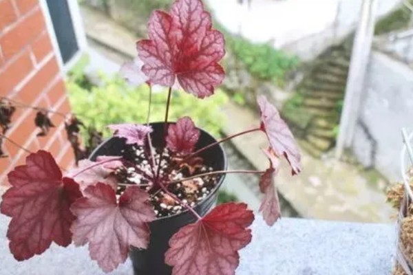 为什么矾根夏天会死，是由于它不耐高温