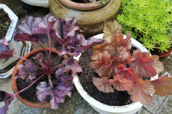 为什么矾根夏天会死，是由于它不耐高温