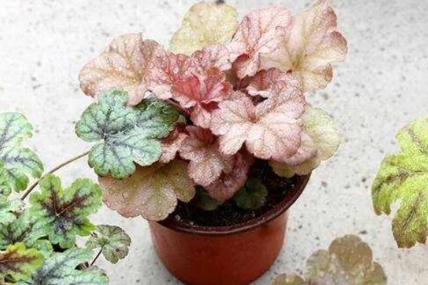 为什么矾根夏天会死，是由于它不耐高温