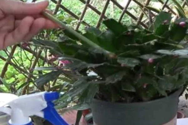 蟹爪兰有花苞了怎么养才能多开花，要为其提供充足的养分