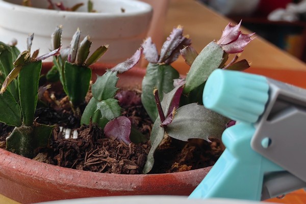 蟹爪兰有花苞了怎么养才能多开花，要为其提供充足的养分