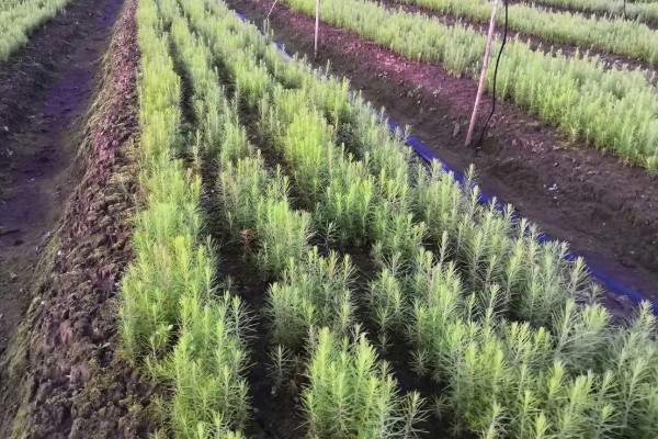 甲嘧磺隆的使用方法，一般兑水稀释喷雾