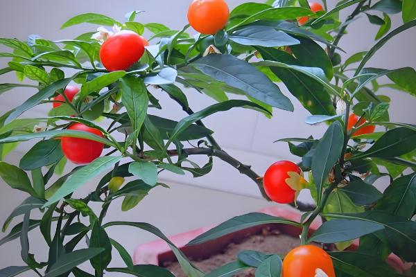 四季果如何养殖，冬季的生长适温为10-25℃