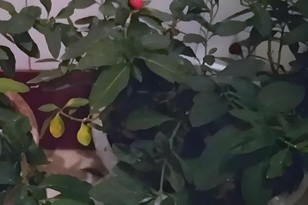 四季果如何养殖，冬季的生长适温为10-25℃