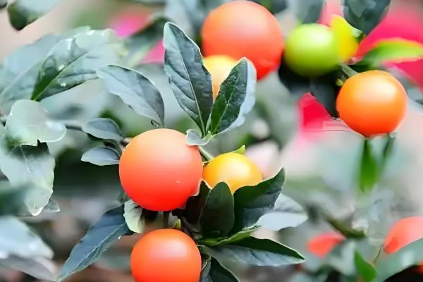 四季果如何养殖，冬季的生长适温为10-25℃