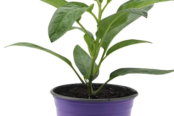 四季果如何养殖，冬季的生长适温为10-25℃