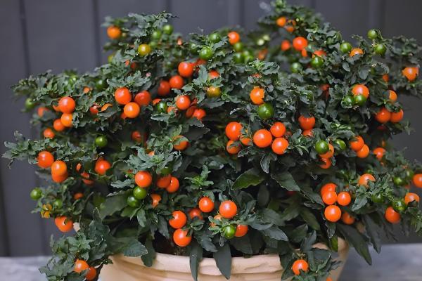 四季果如何养殖，冬季的生长适温为10-25℃