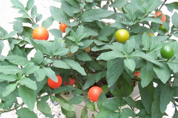 四季果如何养殖，冬季的生长适温为10-25℃