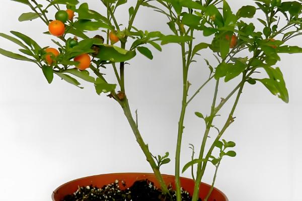 四季果如何养殖，冬季的生长适温为10-25℃