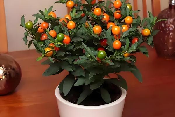 四季果如何养殖，冬季的生长适温为10-25℃