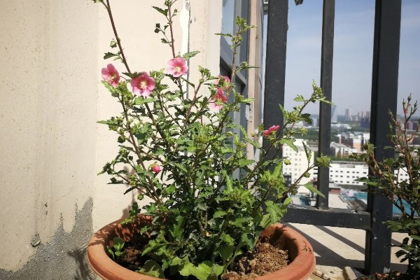 小木槿喜欢酸性土吗，不喜欢酸性土