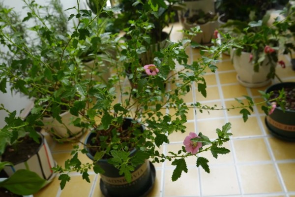 小木槿喜欢酸性土吗，不喜欢酸性土