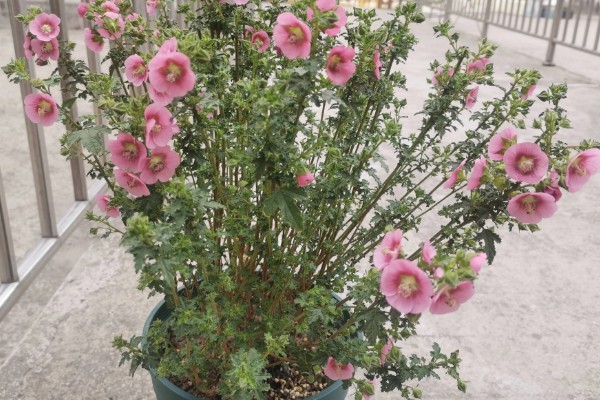 小木槿喜欢酸性土吗，不喜欢酸性土