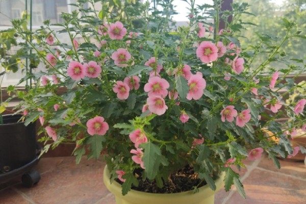 小木槿喜欢酸性土吗，不喜欢酸性土