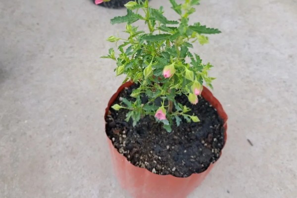 小木槿喜欢酸性土吗，不喜欢酸性土