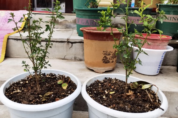 小木槿喜欢酸性土吗，不喜欢酸性土