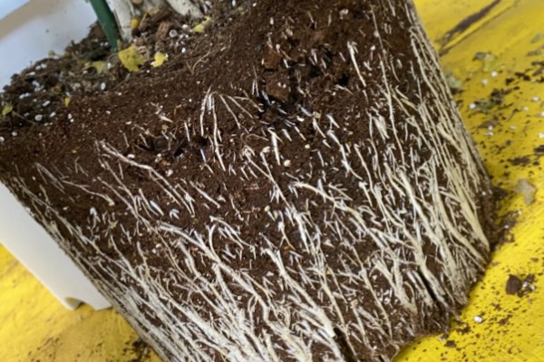 小木槿喜欢酸性土吗，不喜欢酸性土