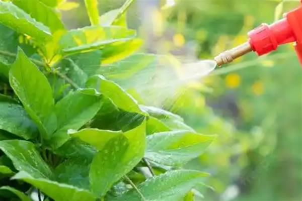 杀虫气雾剂喷不出来怎么弄，可以将喷嘴拆下来清洗一下