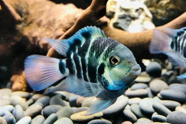迷你鹦鹉鱼幼年期如何养殖，把水温保持在25-30℃