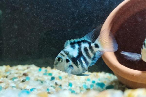 迷你鹦鹉鱼幼年期如何养殖，把水温保持在25-30℃