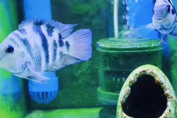 迷你鹦鹉鱼幼年期如何养殖，把水温保持在25-30℃