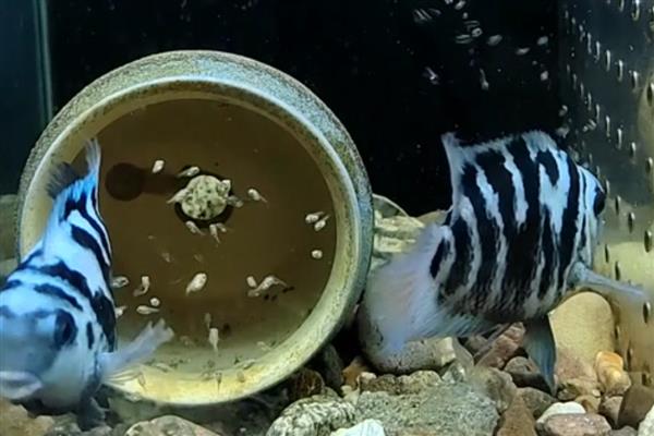 迷你鹦鹉鱼幼年期如何养殖，把水温保持在25-30℃