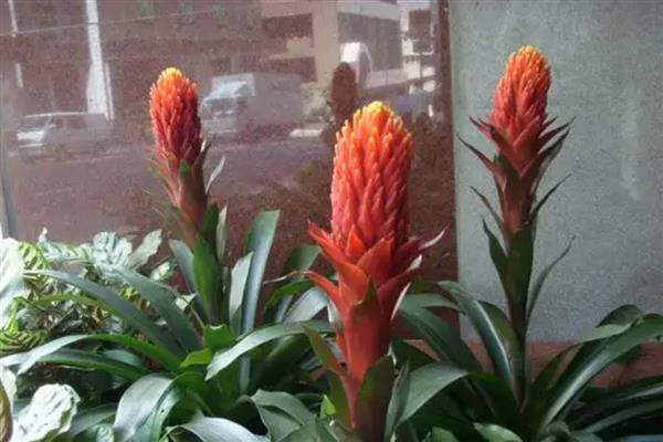 彩苞凤梨花朵枯萎如何处理，根据发生原因采取对应措施