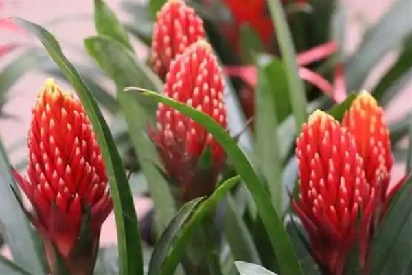 彩苞凤梨花朵枯萎如何处理，根据发生原因采取对应措施