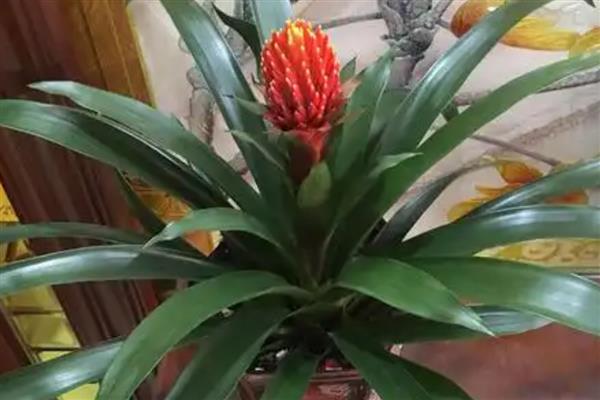 彩苞凤梨花朵枯萎如何处理，根据发生原因采取对应措施