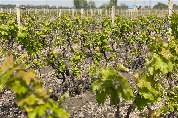 什么时候适合种植葡萄树，在8-9月份种植可提高成活率