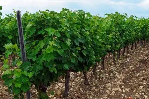什么时候适合种植葡萄树，在8-9月份种植可提高成活率