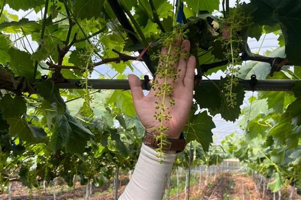 什么时候适合种植葡萄树，在8-9月份种植可提高成活率
