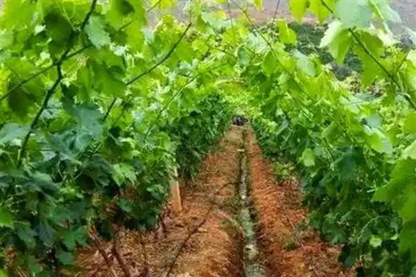 什么时候适合种植葡萄树，在8-9月份种植可提高成活率