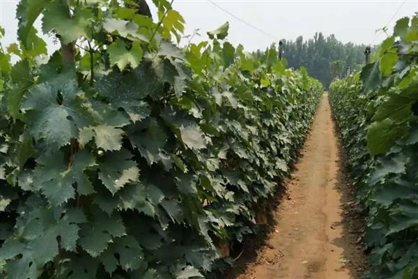 什么时候适合种植葡萄树，在8-9月份种植可提高成活率