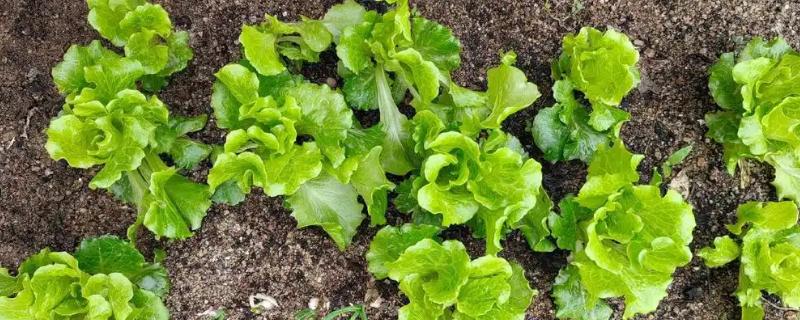 生菜苗为什么塌了，可能是缺光或受到暴晒、移栽过早等因素造成