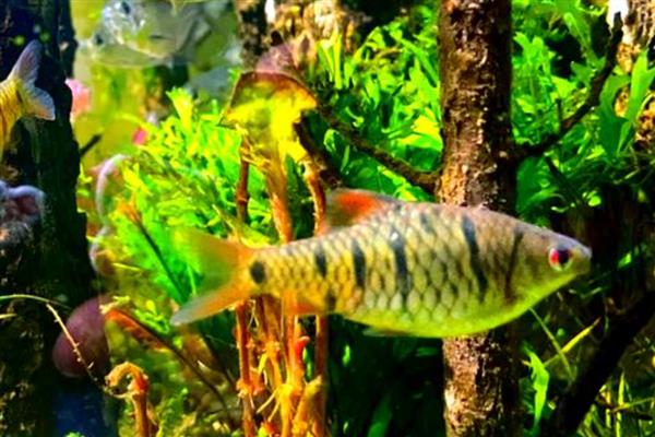 印度小鲃鱼好不好养，比较容易饲养