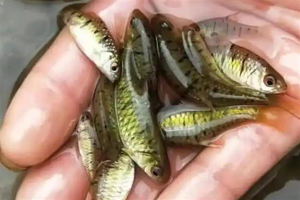 印度小鲃鱼好不好养，比较容易饲养