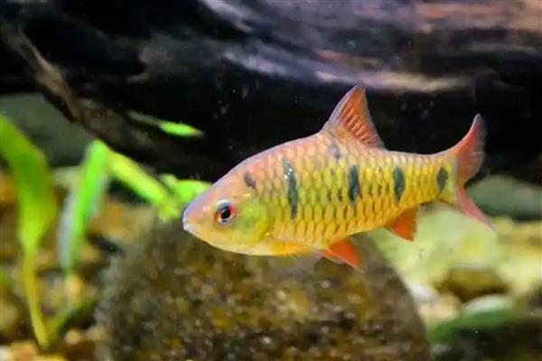 印度小鲃鱼好不好养，比较容易饲养