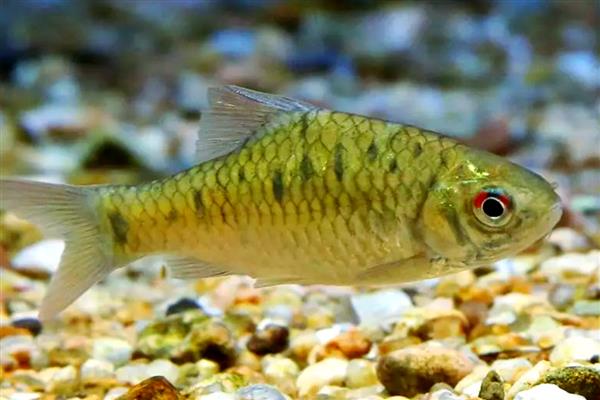印度小鲃鱼好不好养，比较容易饲养