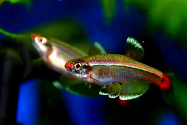 印度小鲃鱼好不好养，比较容易饲养