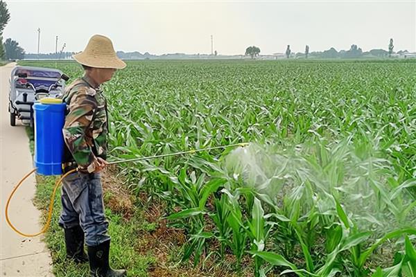四聚乙醛的使用方法，选择在早晨或者傍晚时分喷洒
