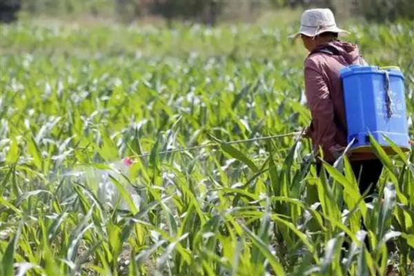 四聚乙醛的使用方法，选择在早晨或者傍晚时分喷洒