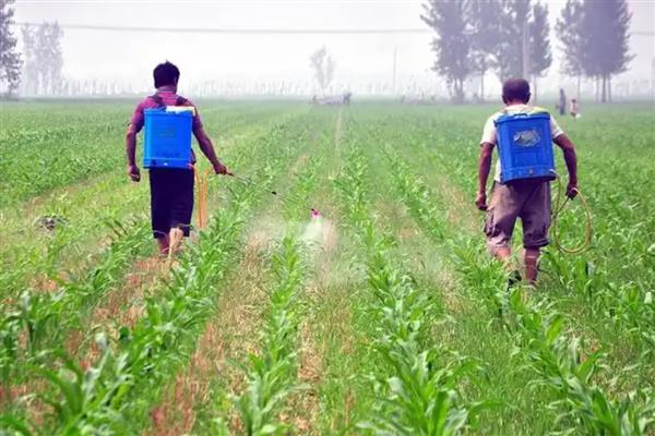 四聚乙醛的使用方法，选择在早晨或者傍晚时分喷洒