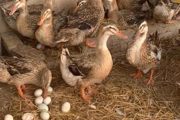 种鸭产蛋期的常见病如何防治，不同疾病的防治方法不同
