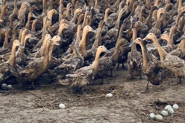 种鸭产蛋期的常见病如何防治，不同疾病的防治方法不同