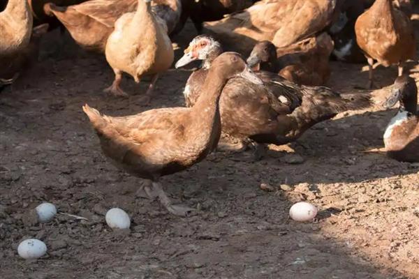 种鸭产蛋期的常见病如何防治，不同疾病的防治方法不同