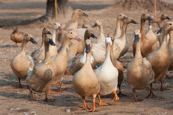 种鸭产蛋期的常见病如何防治，不同疾病的防治方法不同
